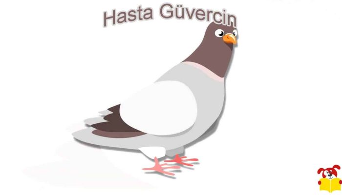 Hasta Güvercin